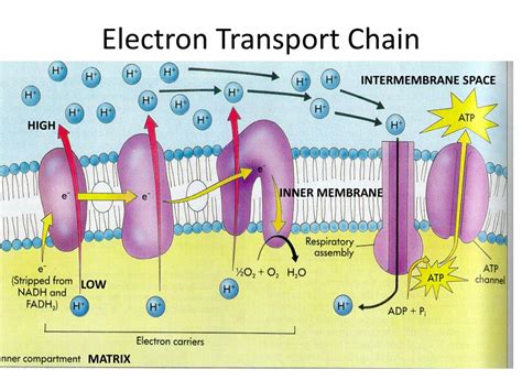 PPT - Chemiosmosis PowerPoint Presentation, free download - ID:7104788