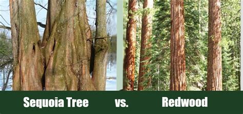 Redwoods vs Giant Sequoias – What’s the Difference?