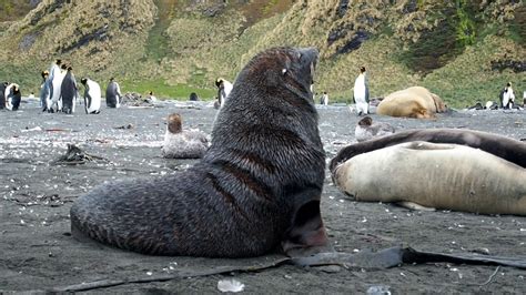 Gold Harbour, South Georgia - wildlife galore - YouTube