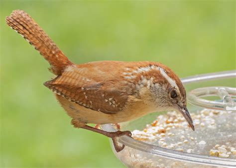 Carolina Wren - FeederWatch