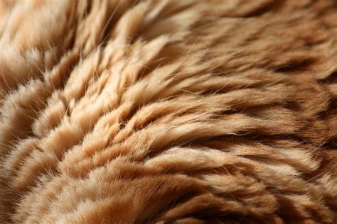 texture fur, brown fur texture background, background | animal-centric branding | Pinterest