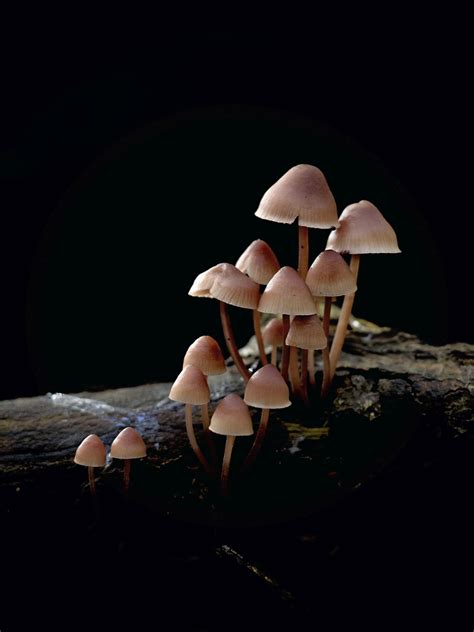 Cleansing My Creative Palate with Fungus + Mushroom photography tips ...