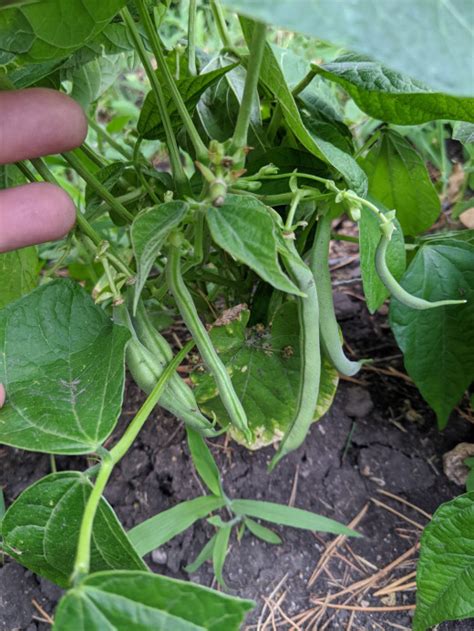 Green Bean Harvesting | HubPages