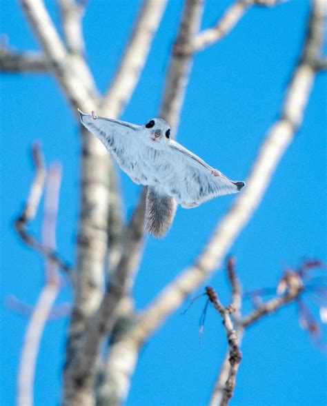 517 best Flying Squirrel images on Pholder | Aww, Nature Is Fucking Lit ...