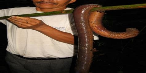 Unidentified Large-Bodied Earthworm found in Ecuador. Approximately 1.5 ...