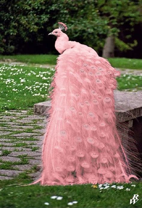 WOW! So beautiful! I didn't know pink Peacocks existed. | Beautiful birds, Rare animals, Pretty ...