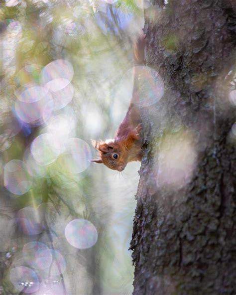 How a Wildlife Photographer Rescued Four Baby Red Squirrels | PetaPixel