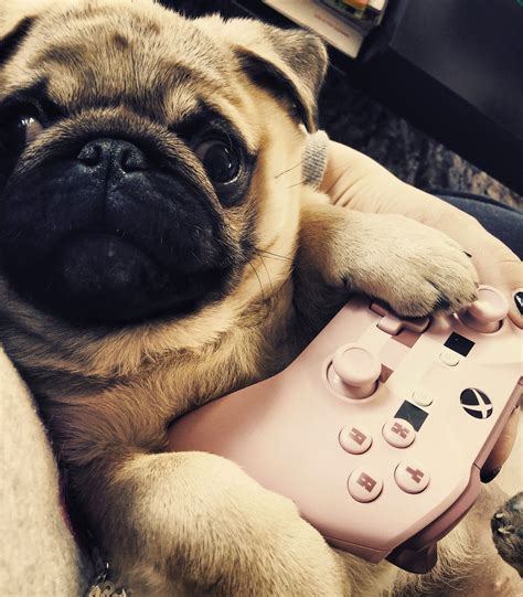 #pug #xbox #puppies | Gaming products, Pugs, Electronic products