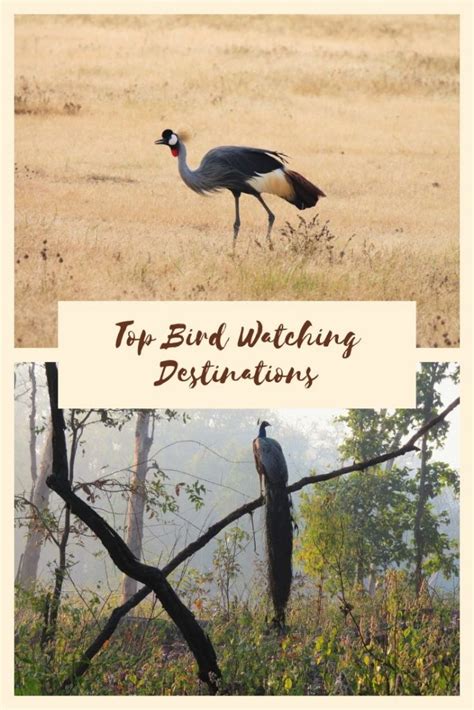 20 Best Bird Watching Destinations Around the World - [By Travel Experts]