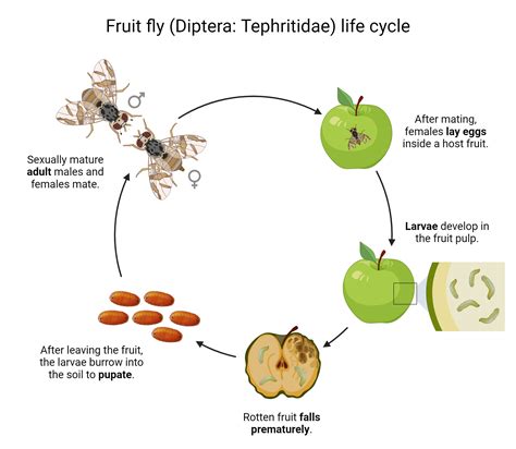 Fruit fly (Diptera: Tephritidae) life cycle | BioRender Science Templates