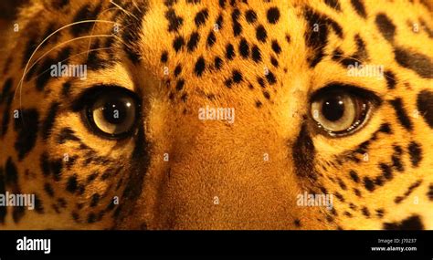 A portrait of Jaguar eyes zeroed in Stock Photo - Alamy