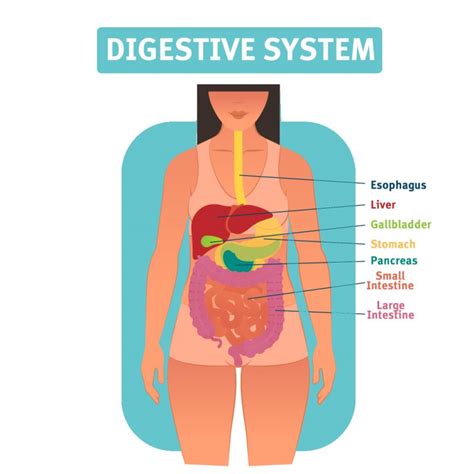 The Gut Microbiome | Queensland Health