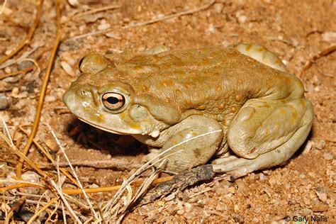 Sonoran Desert Toad - Incilius alvarius