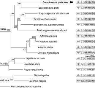 Maximum Likelihood phylogeny of 15 species of Branchiopoda with one... | Download Scientific Diagram