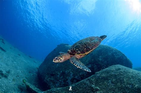 Similan Islands Scuba Diving - Day Trip and Liveaboard