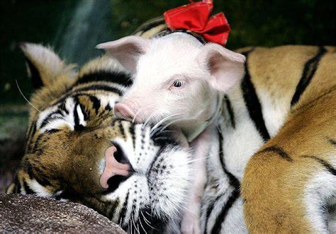 The tiger who adopted a litter of piglets (but is it a tale full of porkies?) | Daily Mail Online