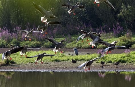 Wildlife | Gloucestershire Wildlife Trust