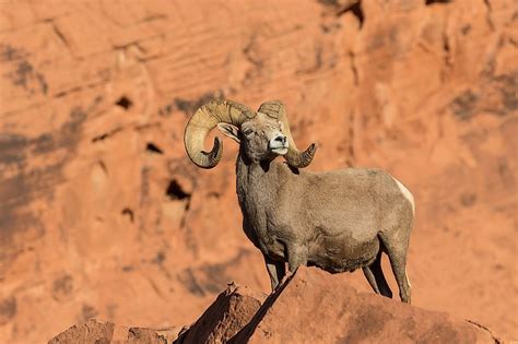 Bighorn Sheep Facts: Animals of North America - WorldAtlas.com