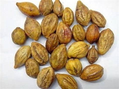 Seeds of Rare & Precious Terminalia Chebula Ayurvedic | Etsy