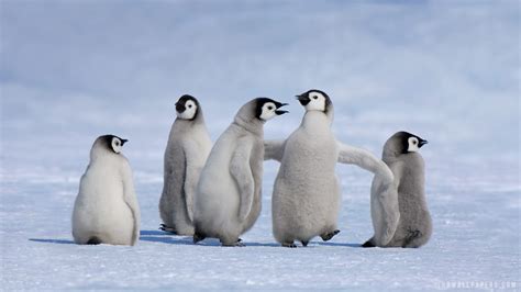 Emperor Penguin Chicks in Antarctica wallpaper | animals and birds ...