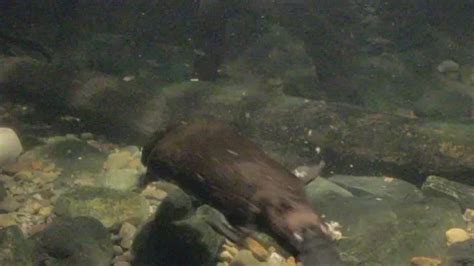 Platypus Swimming Underwater | Stock Video | Pond5