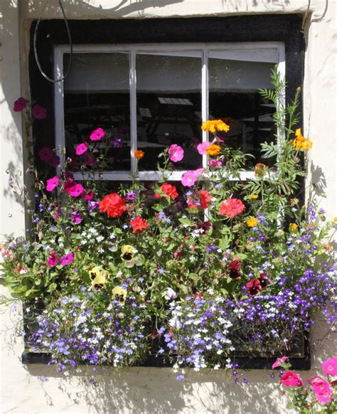 Cornwall 2011 | Window box flowers, Flower boxes, Flower window