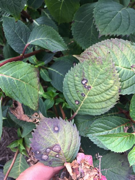 a hand is picking up leaves from a plant with water droplets on them and dirt around it