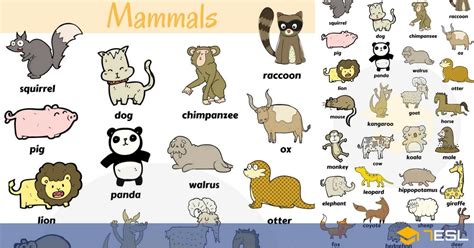 List Of Mammals For Kids - Pets Lovers