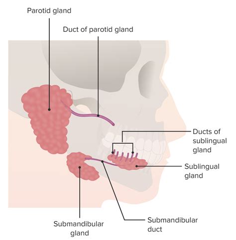 Salivary Glands: Anatomy | Concise Medical Knowledge