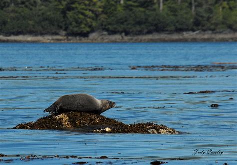 Alaska Harbor Seal | Photography by Judy Caseley | Harbor seal photography, Seal photography ...