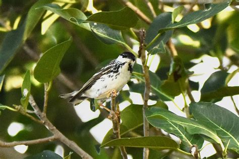 Blackpoll Warbler