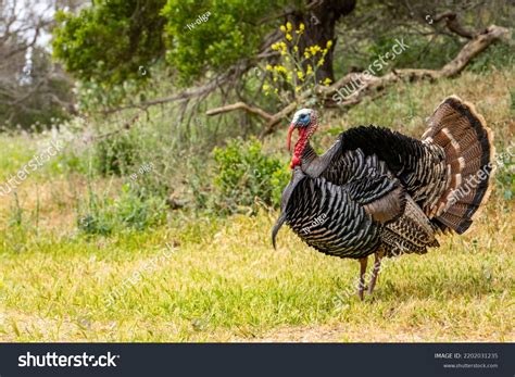 Male Wild Turkey Tail Feathers Spread Stock Photo 2202031235 | Shutterstock