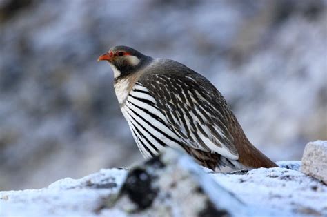 Ladakh Bird Photography Tour