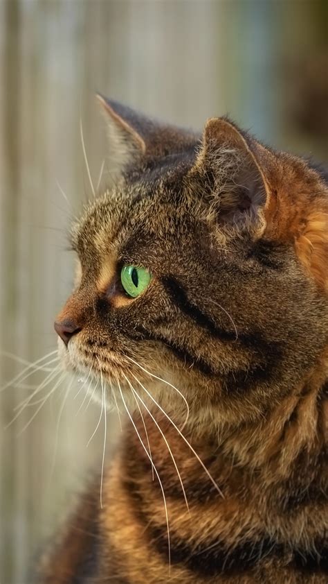 Wallpaper Cat, green eyes, head 5120x2880 UHD 5K Picture, Image