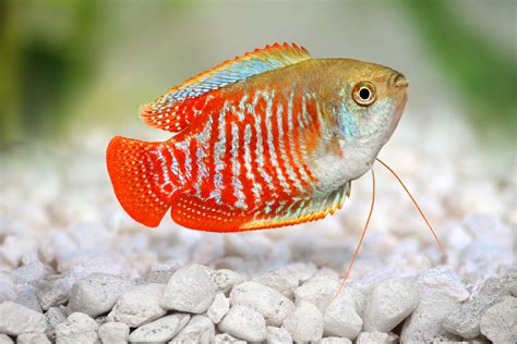 Native Fish For Aquarium Hot Sale | dakora.com.co