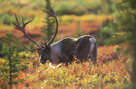 Bull Caribou, Denali National Park Photograph by WorldFoto - Fine Art ...