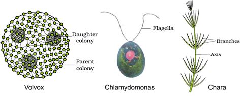 Structure Of Algae With Diagram Algae