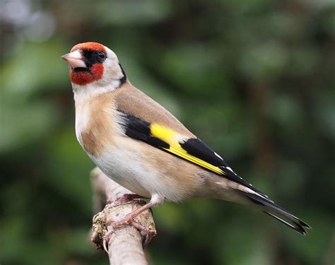 Carduelis – Variety of Life