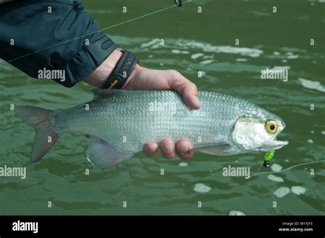 Goldeye fish (Hiodon alosoides,caught in northern Alberta Canada,model released,MR Stock Photo ...