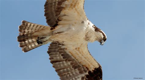 Osprey: A Bird of Many Names - Science Connected Magazine