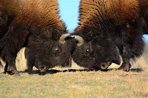 Watch a Massive Bison Kick a Chasing Wolf Straight In The Face - A-Z ...