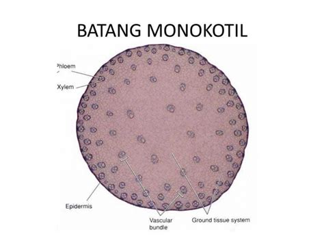 Tanaman Dikotil Dan Monokotil