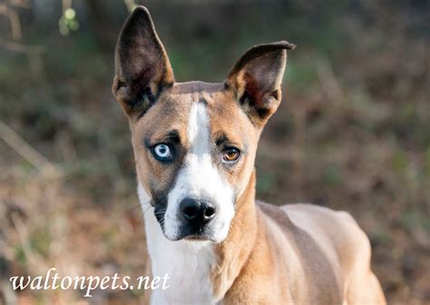 Basenji Mix Dog Rescue Photo Blog - WILLIAM WISE PHOTOGRAPHY