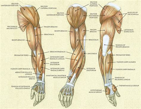 Muscles Of The Arm Laminated Anatomy Chart | Images and Photos finder