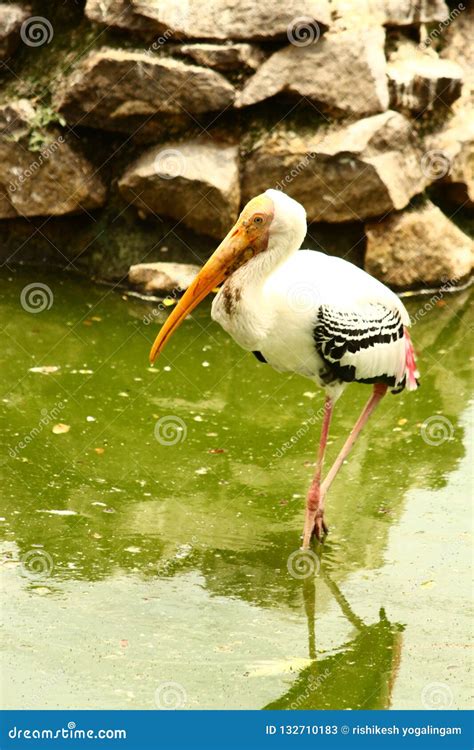 Birds nature stock image. Image of forest, polluted - 132710183