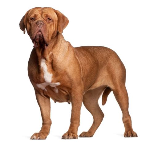 Dogue De Bordeaux | Dog Breed Info And Characteristics