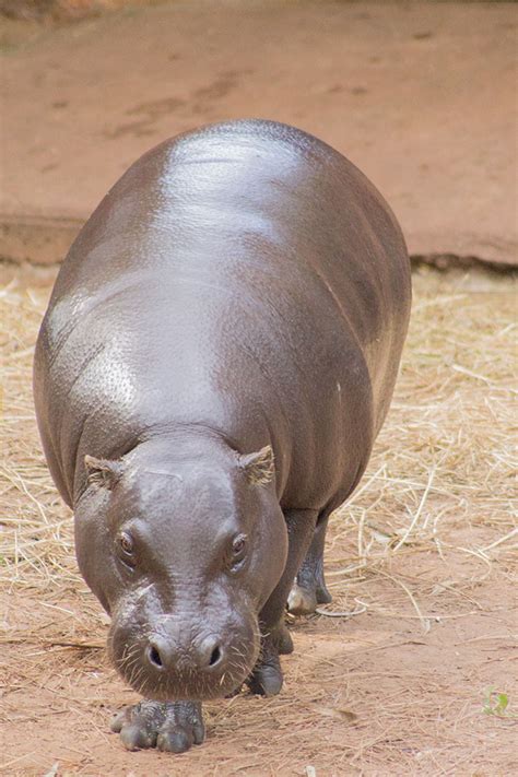 PYGMY HIPPOPOTAMUS – National Zoological Garden, Pretoria