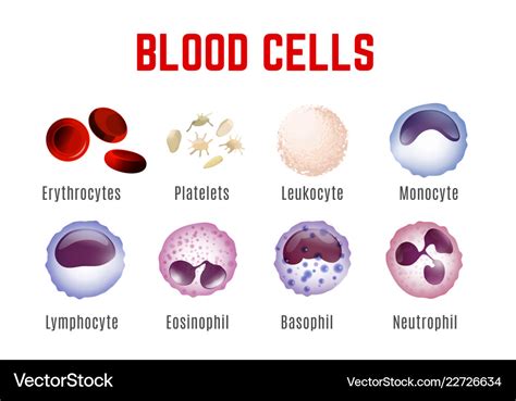 Blood cells poster Royalty Free Vector Image - VectorStock