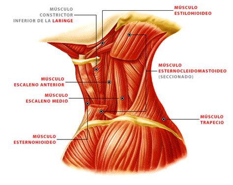 anatomia musculos del cuello - Buscar con Google Anatomy Head, Anatomy Study, Anatomy Reference ...