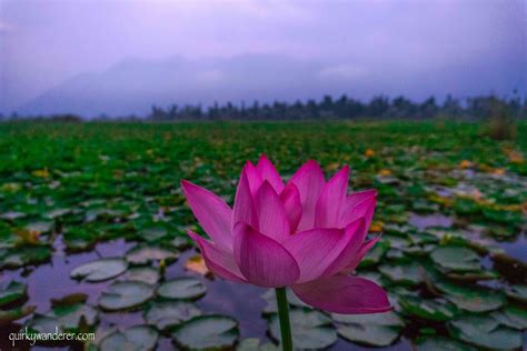 Life on Lakes in Srinagar Kashmir - Quirky Wanderer